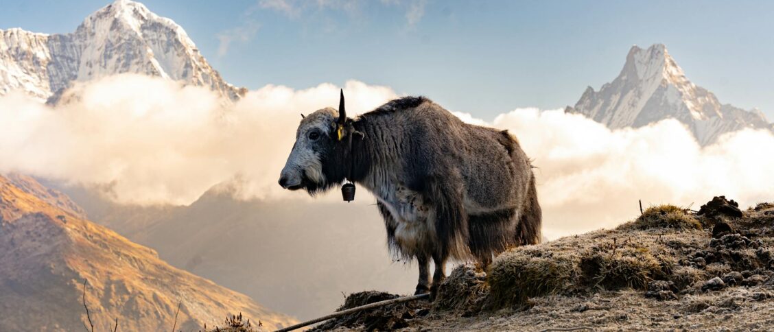 Nepal, Nowości Leatt | #0 Photo by subash click: https://www.pexels.com/photo/domestic-yak-standing-on-a-mountain-19899424/