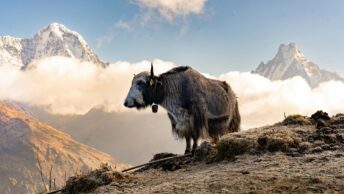 Photo by subash click: https://www.pexels.com/photo/domestic-yak-standing-on-a-mountain-19899424/