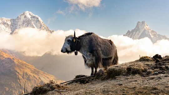 Photo by subash click: https://www.pexels.com/photo/domestic-yak-standing-on-a-mountain-19899424/