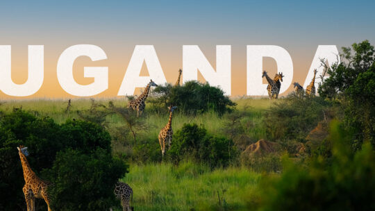 Uganda, Gruzja | #1 uganda new